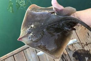 Find Fresh Skate Fish Near Me: Shops & Availability Safem Fabrication - Precision Engineering & Custom Manufacturing Solutions Find Fresh Skate Fish Near Me: Shops & Availability | Safem Fabrication - Precision Engineering & Custom Manufacturing Solutions