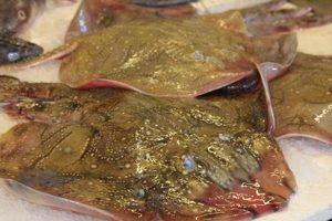 Discover the Fresh Skate Fish: Recipes & Benefits Safem Fabrication - Precision Engineering & Custom Manufacturing Solutions Discover the Fresh Skate Fish: Recipes & Benefits | Safem Fabrication - Precision Engineering & Custom Manufacturing Solutions
