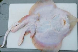 Dive Into Wing Skate Fish: Facts and Photos Safem Fabrication - Precision Engineering & Custom Manufacturing Solutions Dive Into Wing Skate Fish: Facts and Photos | Safem Fabrication - Precision Engineering & Custom Manufacturing Solutions