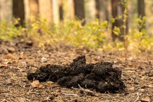 Understanding Bear Skat: Diet, Health, & Tracking Safem Fabrication - Precision Engineering & Custom Manufacturing Solutions Understanding Bear Skat: Diet, Health, & Tracking | Safem Fabrication - Precision Engineering & Custom Manufacturing Solutions