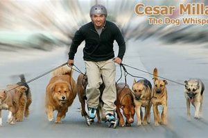 Cesar Millan Inline Skates: Train & Skate Together! Safem Fabrication - Precision Engineering & Custom Manufacturing Solutions Cesar Millan Inline Skates: Train & Skate Together! | Safem Fabrication - Precision Engineering & Custom Manufacturing Solutions
