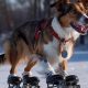 Best Doggy Ice Skates: Paw Protection On Ice! | How to Skateboard: A Beginner's Guide to Your First Board & Tricks