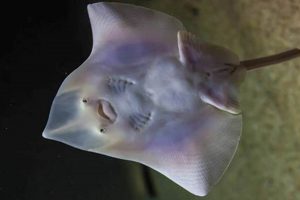 Skate Fish Pics: See Stunning Skates + Facts! How to Skateboard: A Beginner's Guide to Your First Board & Tricks Skate Fish Pics: See Stunning Skates + Facts! | How to Skateboard: A Beginner's Guide to Your First Board & Tricks
