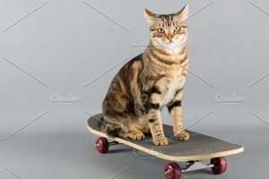 Fun Cat Skate Tricks: A Skater's Guide How to Skateboard: A Beginner's Guide to Your First Board & Tricks Fun Cat Skate Tricks: A Skater's Guide | How to Skateboard: A Beginner's Guide to Your First Board & Tricks