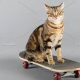 Fun Cat Skate Tricks: A Skater's Guide | How to Skateboard: A Beginner's Guide to Your First Board & Tricks