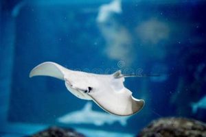 See Freshness: No More Blurred Skate Fish Photos! | How to Skateboard: A Beginner's Guide to Your First Board & Tricks