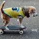 The Agile Beagle Skater: Training Tips & Tricks! | How to Skateboard: A Beginner's Guide to Your First Board & Tricks