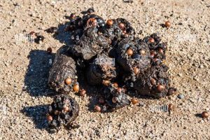 Decoding Coyote Skat: What It Tells Us [Explained] | How to Skateboard: A Beginner's Guide to Your First Board & Tricks