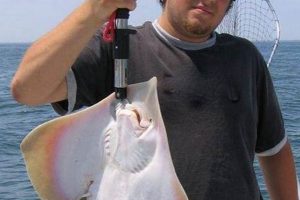 Find Fresh Skate Fish Near Me: Shops & Availability How to Skateboard: A Beginner's Guide to Your First Board & Tricks Find Fresh Skate Fish Near Me: Shops & Availability | How to Skateboard: A Beginner's Guide to Your First Board & Tricks