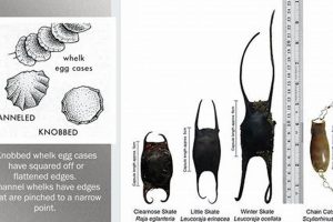 Skate Egg Casing: Discover Mermaid Purses & Facts How to Skateboard: A Beginner's Guide to Your First Board & Tricks Skate Egg Casing: Discover Mermaid Purses & Facts | How to Skateboard: A Beginner's Guide to Your First Board & Tricks