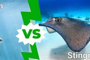 Skate Wing vs Stingray: The Skater's Seafood Guide How to Skateboard: A Beginner's Guide to Your First Board & Tricks Skate Wing vs Stingray: The Skater's Seafood Guide | How to Skateboard: A Beginner's Guide to Your First Board & Tricks