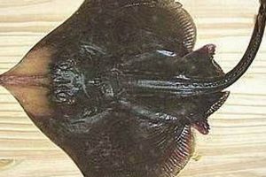Skate Wing Fish: What Is It? + Cooking Tips! How to Skateboard: A Beginner's Guide to Your First Board & Tricks Skate Wing Fish: What Is It? + Cooking Tips! | How to Skateboard: A Beginner's Guide to Your First Board & Tricks