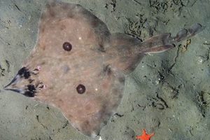 Deep Sea Longnose Skate: Facts, Habitat & Conservation How to Skateboard: A Beginner's Guide to Your First Board & Tricks Deep Sea Longnose Skate: Facts, Habitat & Conservation | How to Skateboard: A Beginner's Guide to Your First Board & Tricks