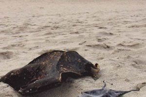 Skate Egg Casings: Discover Mermaid Purses Secrets! How to Skateboard: A Beginner's Guide to Your First Board & Tricks Skate Egg Casings: Discover Mermaid Purses Secrets! | How to Skateboard: A Beginner's Guide to Your First Board & Tricks