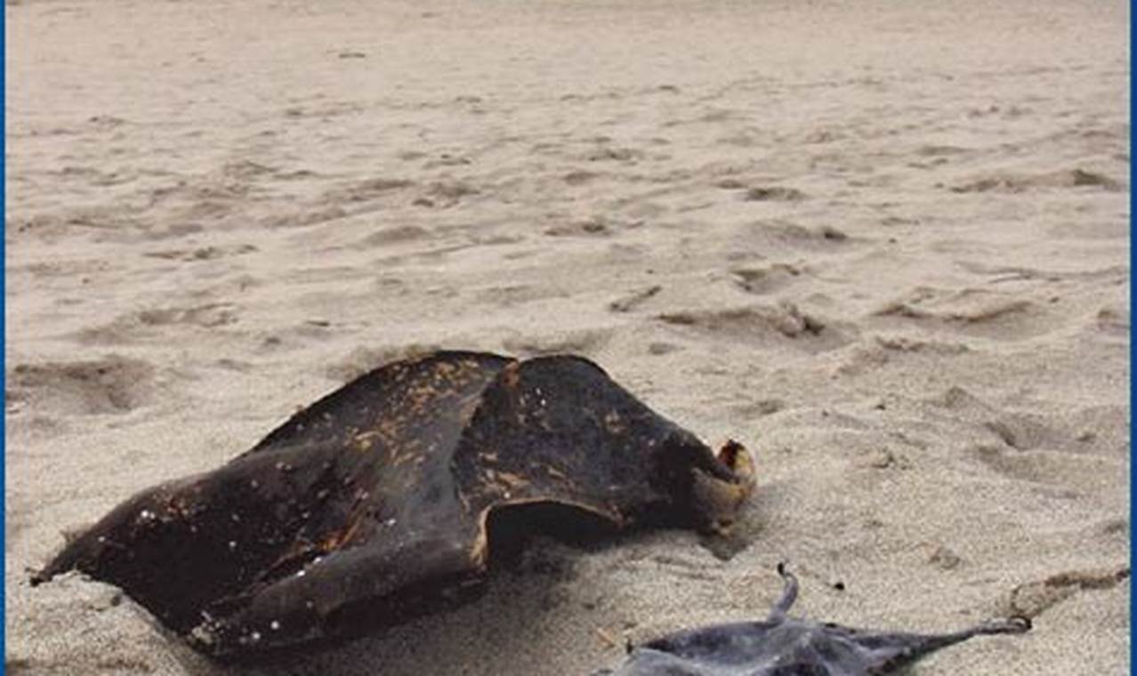 Skate Egg Casings: Discover Mermaid Purses Secrets! | How to Skateboard: A Beginner's Guide to Your First Board & Tricks