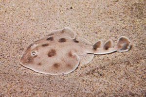 Electric Skate Fish: Shocker Skaters! | How to Skateboard: A Beginner's Guide to Your First Board & Tricks