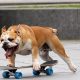 Watch the Skate Boarding Dog: Tricks & Fun! | How to Skateboard: A Beginner's Guide to Your First Board & Tricks