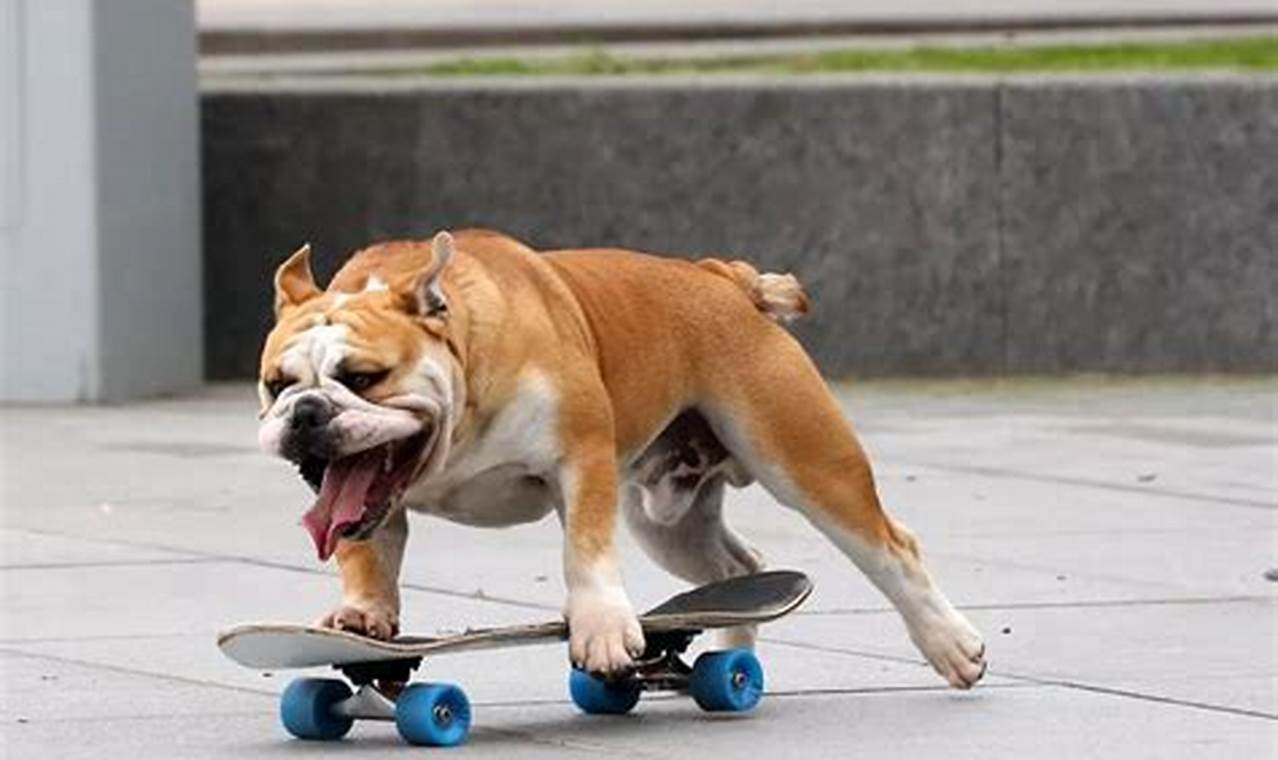 Watch the Skate Boarding Dog: Tricks & Fun! How to Skateboard: A Beginner's Guide to Your First Board & Tricks Watch the Skate Boarding Dog: Tricks & Fun! | How to Skateboard: A Beginner's Guide to Your First Board & Tricks