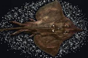 Rad Skate Pictures Fish: Aquatic Skateboarding! How to Skateboard: A Beginner's Guide to Your First Board & Tricks Rad Skate Pictures Fish: Aquatic Skateboarding! | How to Skateboard: A Beginner's Guide to Your First Board & Tricks