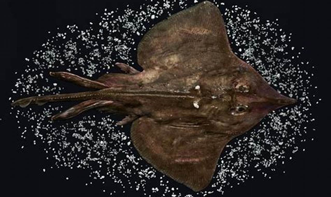 Rad Skate Pictures Fish: Aquatic Skateboarding! How to Skateboard: A Beginner's Guide to Your First Board & Tricks Rad Skate Pictures Fish: Aquatic Skateboarding! | How to Skateboard: A Beginner's Guide to Your First Board & Tricks