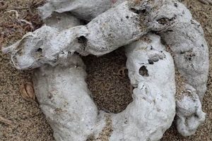 Bobcat Skat: ID Tips + Why Wildcat Scat Matters How to Skateboard: A Beginner's Guide to Your First Board & Tricks Bobcat Skat: ID Tips + Why Wildcat Scat Matters | How to Skateboard: A Beginner's Guide to Your First Board & Tricks