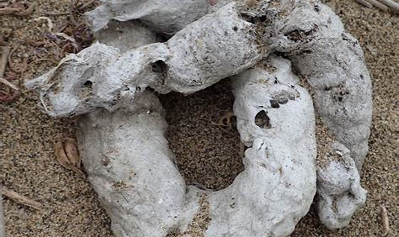 Bobcat Skat: ID Tips + Why Wildcat Scat Matters | How to Skateboard: A Beginner's Guide to Your First Board & Tricks