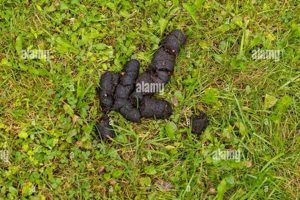 Understanding Bear Skat: Diet, Health, & Tracking How to Skateboard: A Beginner's Guide to Your First Board & Tricks Understanding Bear Skat: Diet, Health, & Tracking | How to Skateboard: A Beginner's Guide to Your First Board & Tricks