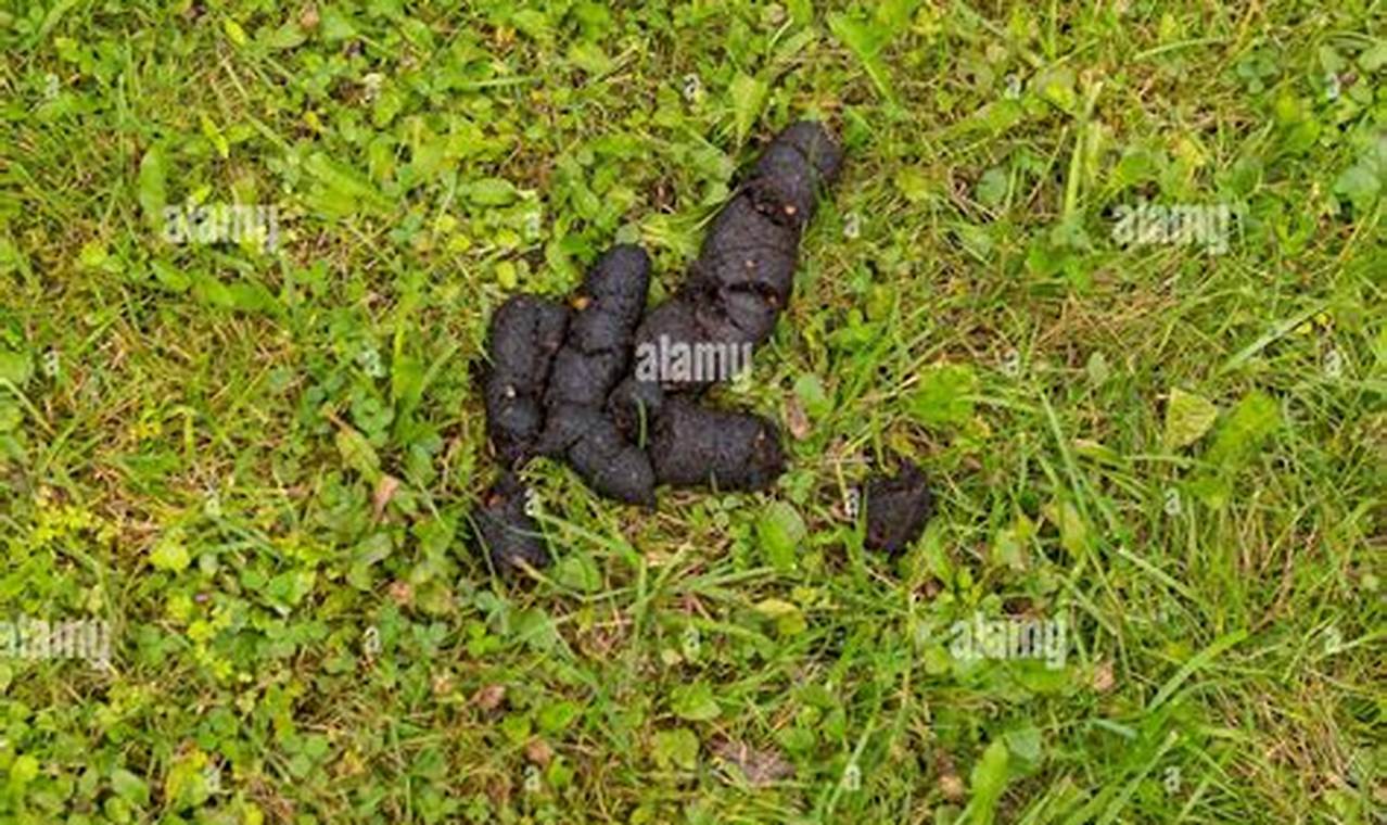 Understanding Bear Skat: Diet, Health, &amp; Tracking | How to Skateboard: A Beginner's Guide to Your First Board & Tricks