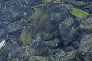 Pacific White Skate Eggs: Where to Find Them | How to Skateboard: A Beginner's Guide to Your First Board & Tricks