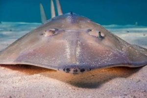 Skater's Guide: Are Skate Fish Dangerous? Dangers Explained How to Skateboard: A Beginner's Guide to Your First Board & Tricks Skater's Guide: Are Skate Fish Dangerous? Dangers Explained | How to Skateboard: A Beginner's Guide to Your First Board & Tricks