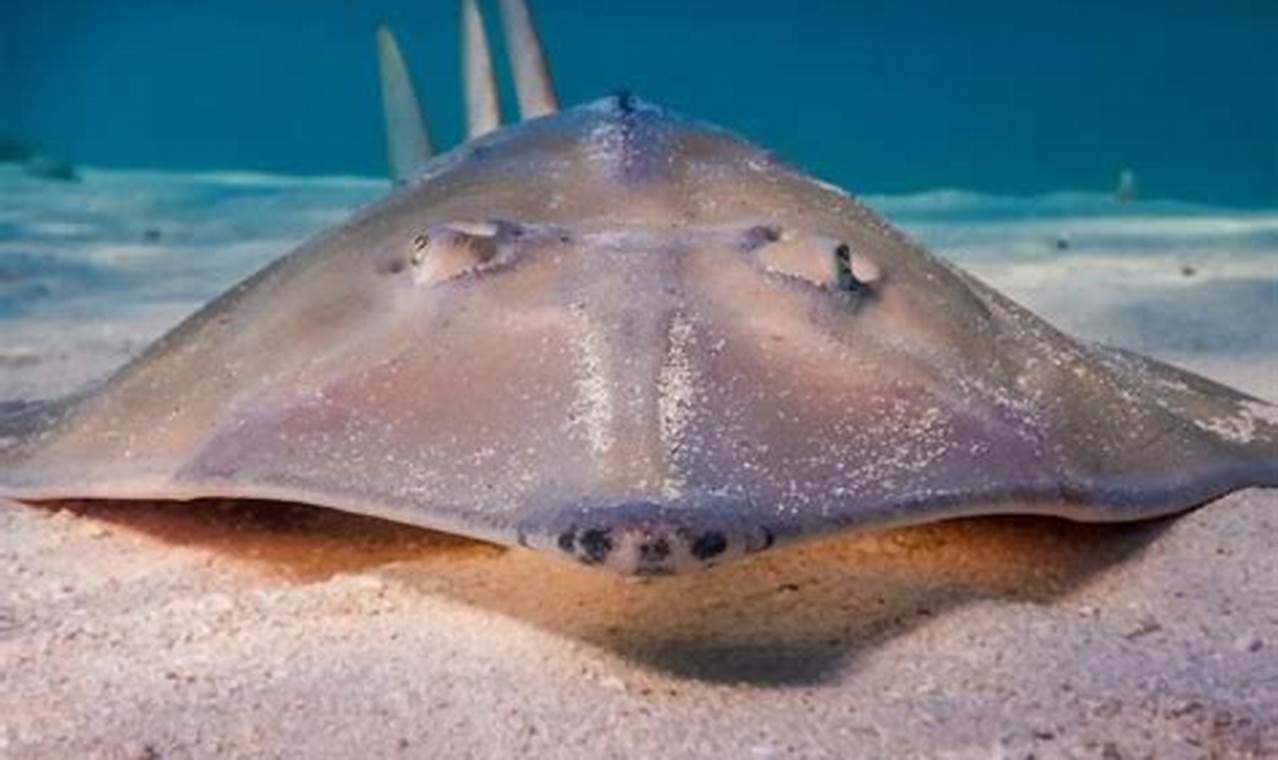 Skater's Guide: Are Skate Fish Dangerous? Dangers Explained | How to Skateboard: A Beginner's Guide to Your First Board & Tricks