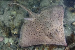 Save the Rare Barndoor Skate: Conservation & Facts! | How to Skateboard: A Beginner's Guide to Your First Board & Tricks