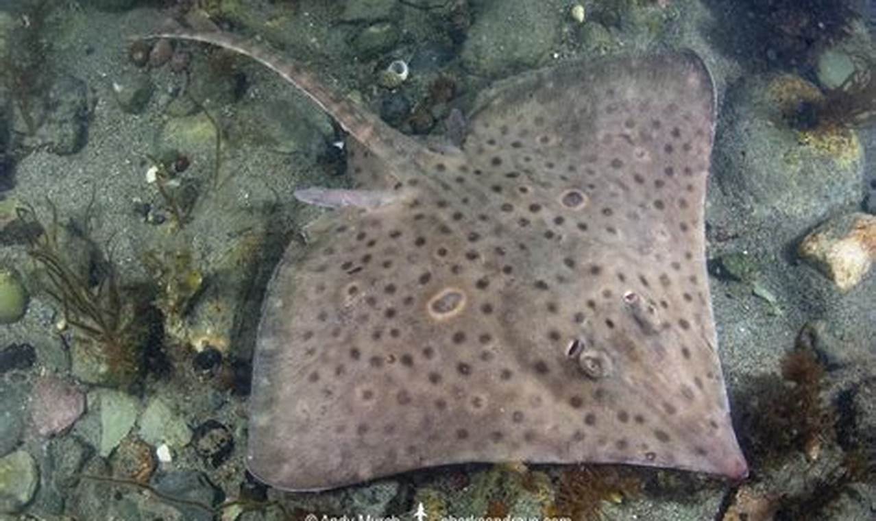 Save the Rare Barndoor Skate: Conservation & Facts! | How to Skateboard: A Beginner's Guide to Your First Board & Tricks