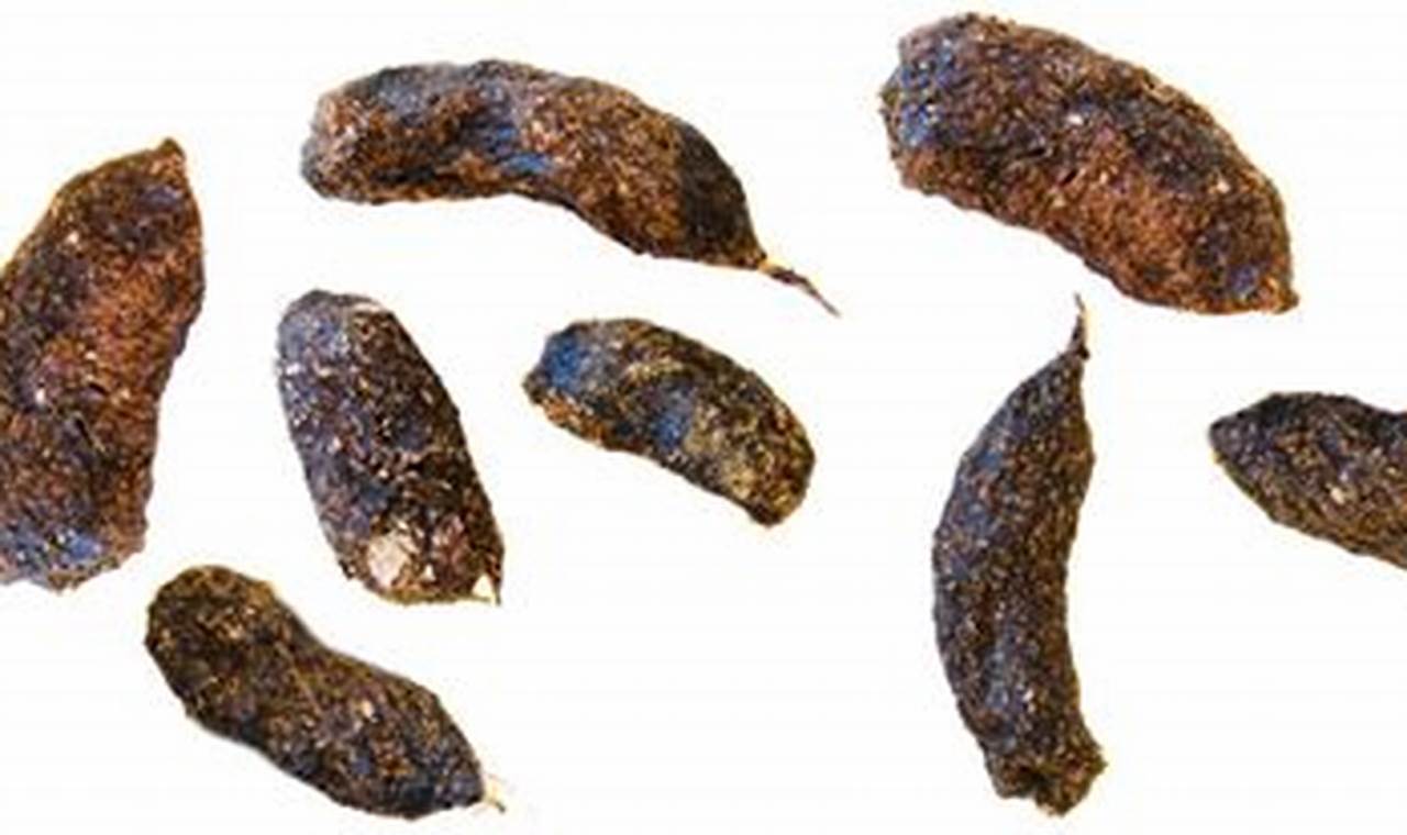 What is Possum Skat? ID, Risks & Removal Guide | How to Skateboard: A Beginner's Guide to Your First Board & Tricks