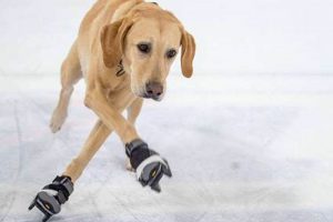 Protect Paws with Dog Ice Skates: Traction & Fun! How to Skateboard: A Beginner's Guide to Your First Board & Tricks Protect Paws with Dog Ice Skates: Traction & Fun! | How to Skateboard: A Beginner's Guide to Your First Board & Tricks