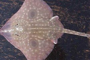 Discover the Giant Big Skate Fish: Facts & More! | How to Skateboard: A Beginner's Guide to Your First Board & Tricks