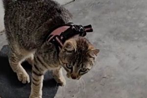 Cool Kibrit Skate Cat Boards: Ride in Style! | How to Skateboard: A Beginner's Guide to Your First Board & Tricks