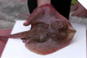 Skate Wings: The Skater's Guide to Delicious Fish! How to Skateboard: A Beginner's Guide to Your First Board & Tricks Skate Wings: The Skater's Guide to Delicious Fish! | How to Skateboard: A Beginner's Guide to Your First Board & Tricks