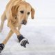 Icy Fun: Dog With Ice Skates Tricks &amp; Safety Tips! | How to Skateboard: A Beginner's Guide to Your First Board & Tricks