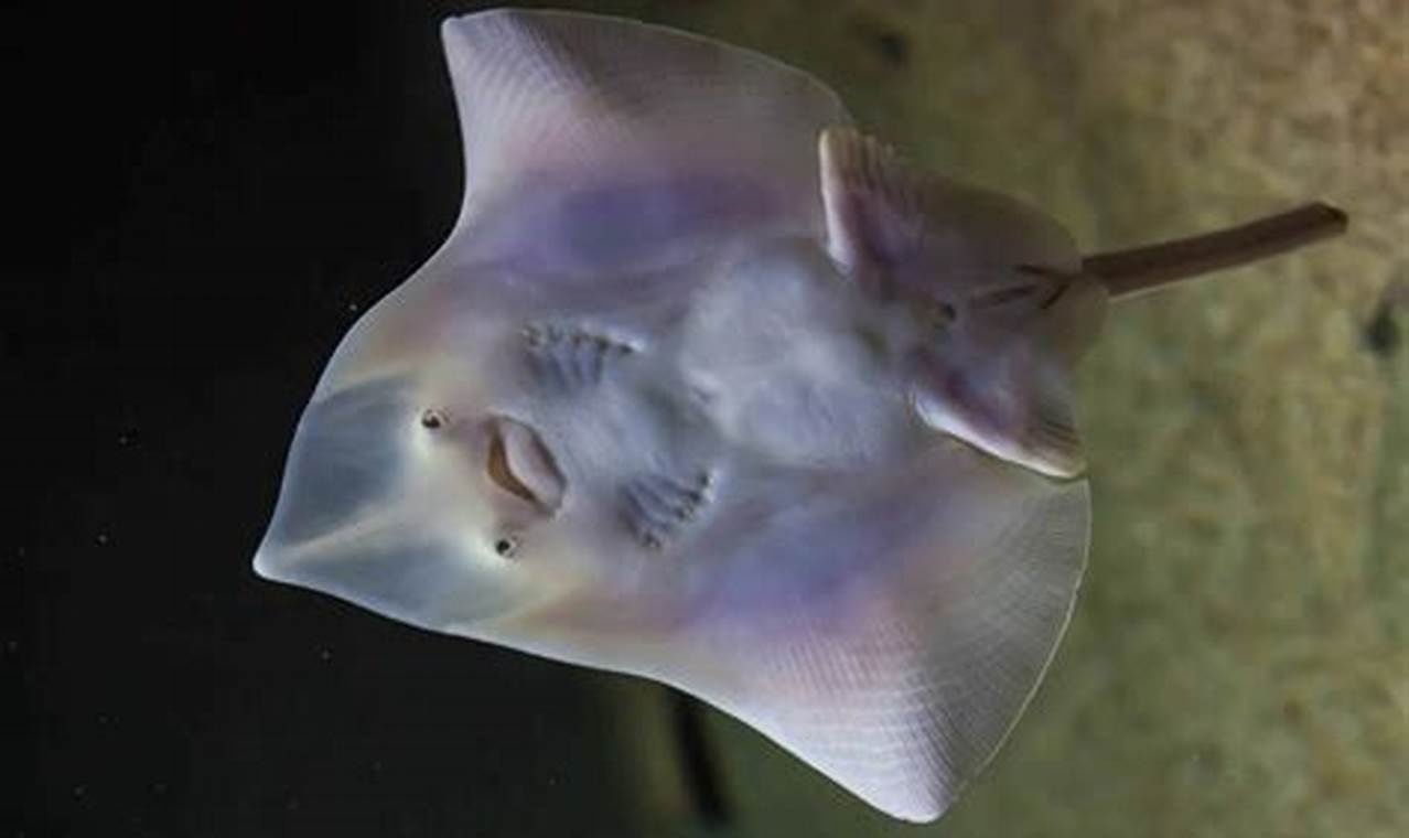 Skater's Guide: Best Skate Fish Photo Tips & Examples How to Skateboard: A Beginner's Guide to Your First Board & Tricks Skater's Guide: Best Skate Fish Photo Tips & Examples | How to Skateboard: A Beginner's Guide to Your First Board & Tricks