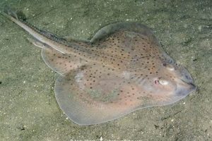 Dive Into Wing Skate Fish: Facts and Photos | How to Skateboard: A Beginner's Guide to Your First Board & Tricks