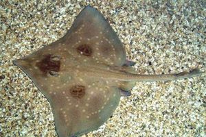 Guide to Flapper Skate Care: Tips & Facts | How to Skateboard: A Beginner's Guide to Your First Board & Tricks