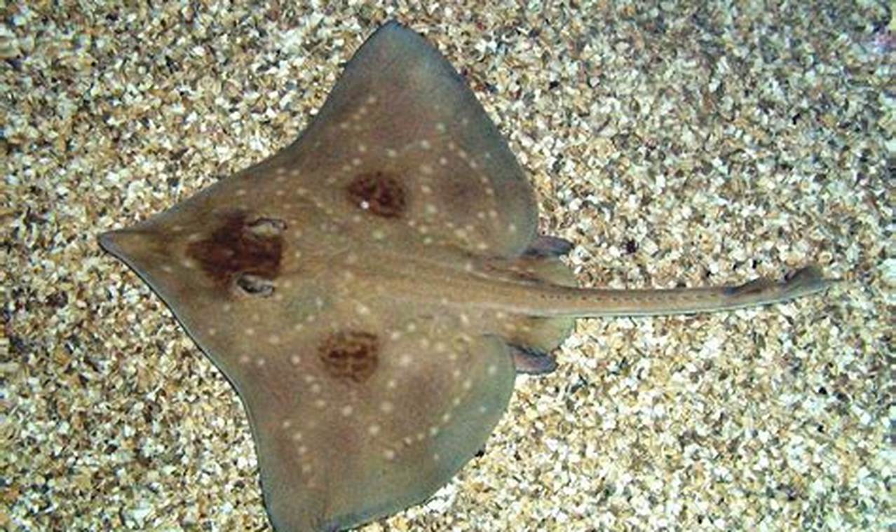 Guide to Flapper Skate Care: Tips & Facts | How to Skateboard: A Beginner's Guide to Your First Board & Tricks