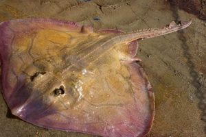 Define Your Skate Taste: Gear, Style & More! How to Skateboard: A Beginner's Guide to Your First Board & Tricks Define Your Skate Taste: Gear, Style & More! | How to Skateboard: A Beginner's Guide to Your First Board & Tricks