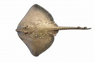 All About Common Skate: Ecology, Habitat, & Conservation How to Skateboard: A Beginner's Guide to Your First Board & Tricks All About Common Skate: Ecology, Habitat, & Conservation | How to Skateboard: A Beginner's Guide to Your First Board & Tricks