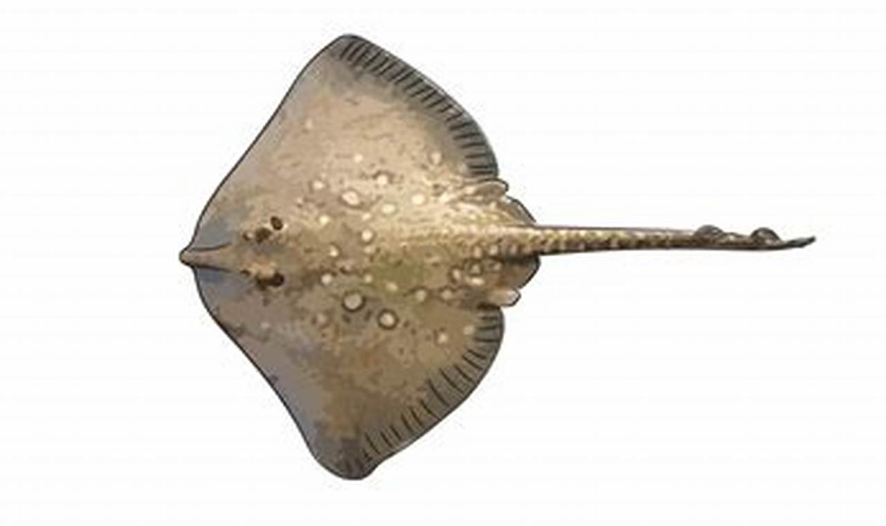 All About Common Skate: Ecology, Habitat, & Conservation How to Skateboard: A Beginner's Guide to Your First Board & Tricks All About Common Skate: Ecology, Habitat, & Conservation | How to Skateboard: A Beginner's Guide to Your First Board & Tricks