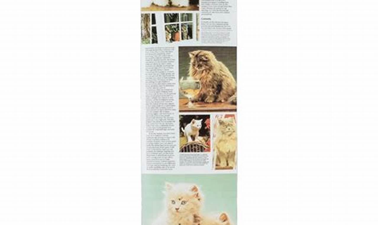 Buy 8.125 Skate Decks: The Perfect Ride for Any Skater How to Skateboard: A Beginner's Guide to Your First Board & Tricks Buy 8.125 Skate Decks: The Perfect Ride for Any Skater | How to Skateboard: A Beginner's Guide to Your First Board & Tricks