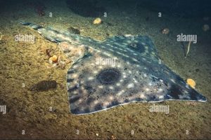 Giant Big Skate: Facts, Threats & Conservation | How to Skateboard: A Beginner's Guide to Your First Board & Tricks