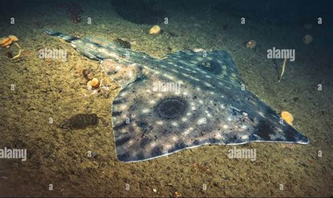 Giant Big Skate: Facts, Threats & Conservation | How to Skateboard: A Beginner's Guide to Your First Board & Tricks