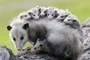 Opossum Skat ID: Guide to Feces, Dangers & More | How to Skateboard: A Beginner's Guide to Your First Board & Tricks